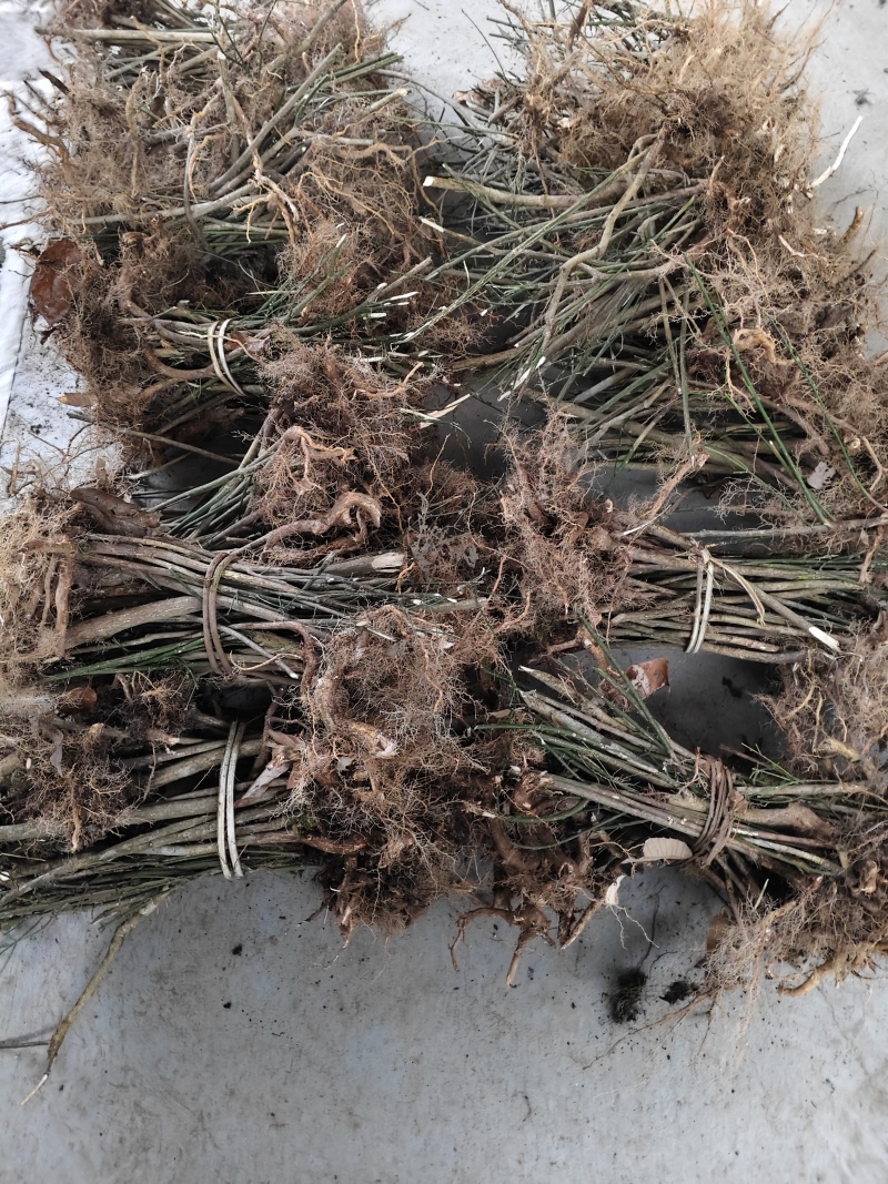 优质鬼箭羽种苗现货批发根系发达耐寒耐旱不挑土地成活率高