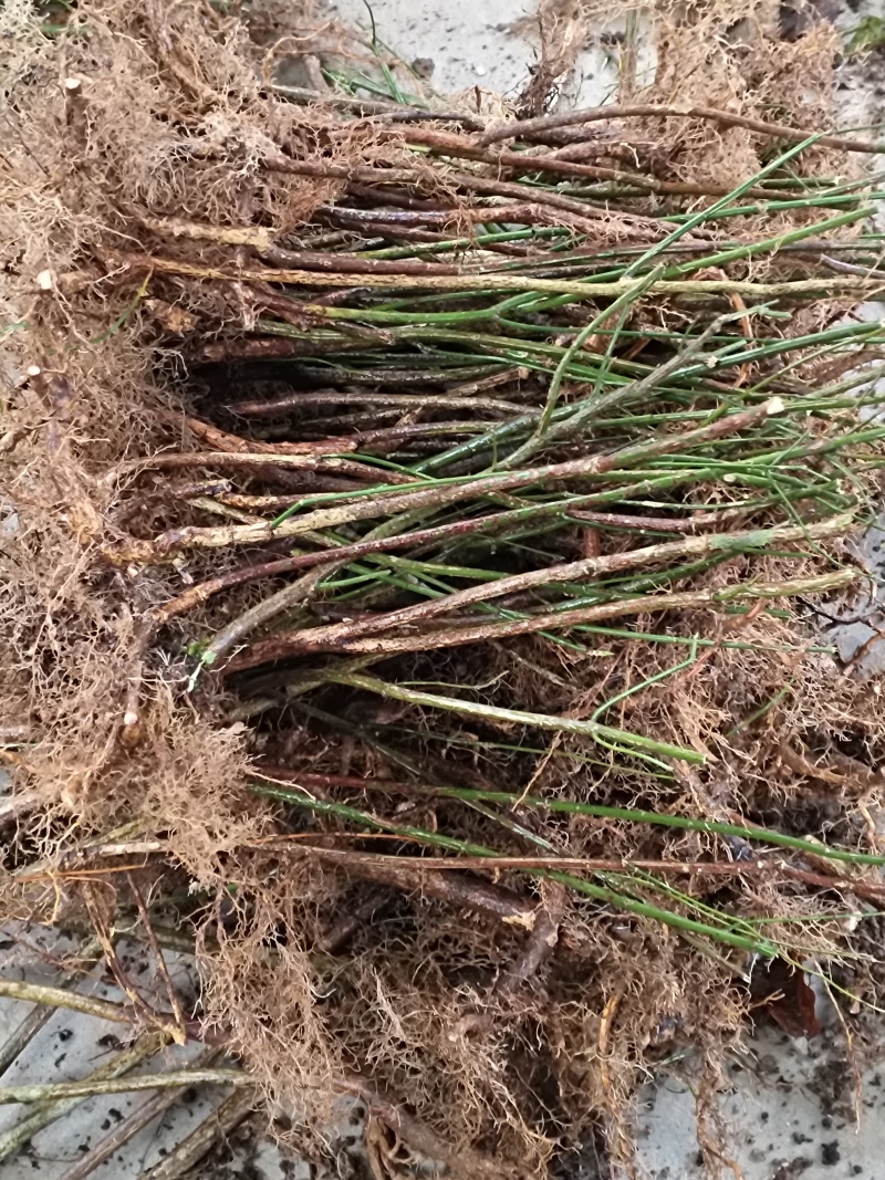 优质鬼箭羽种苗现货批发根系发达耐寒耐旱不挑土地成活率高