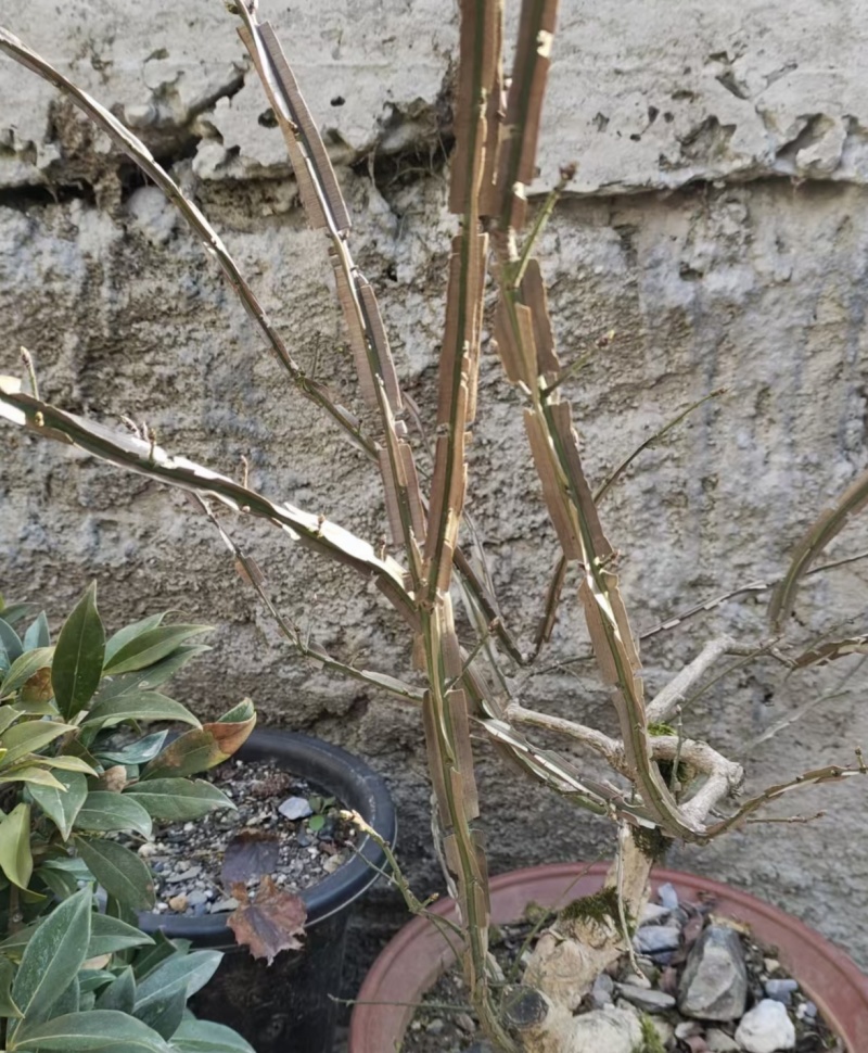 优质鬼箭羽种苗现货批发根系发达耐寒耐旱不挑土地成活率高