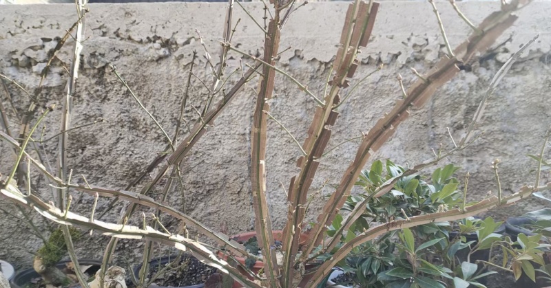 优质鬼箭羽种苗现货批发根系发达耐寒耐旱不挑土地成活率高