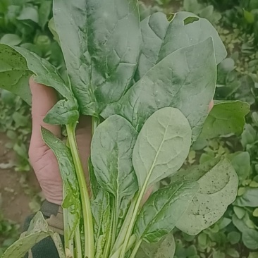 大叶菠菜