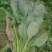 大叶菠菜