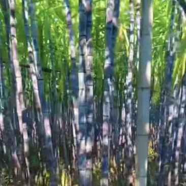 黑色甘蔗清甜可口