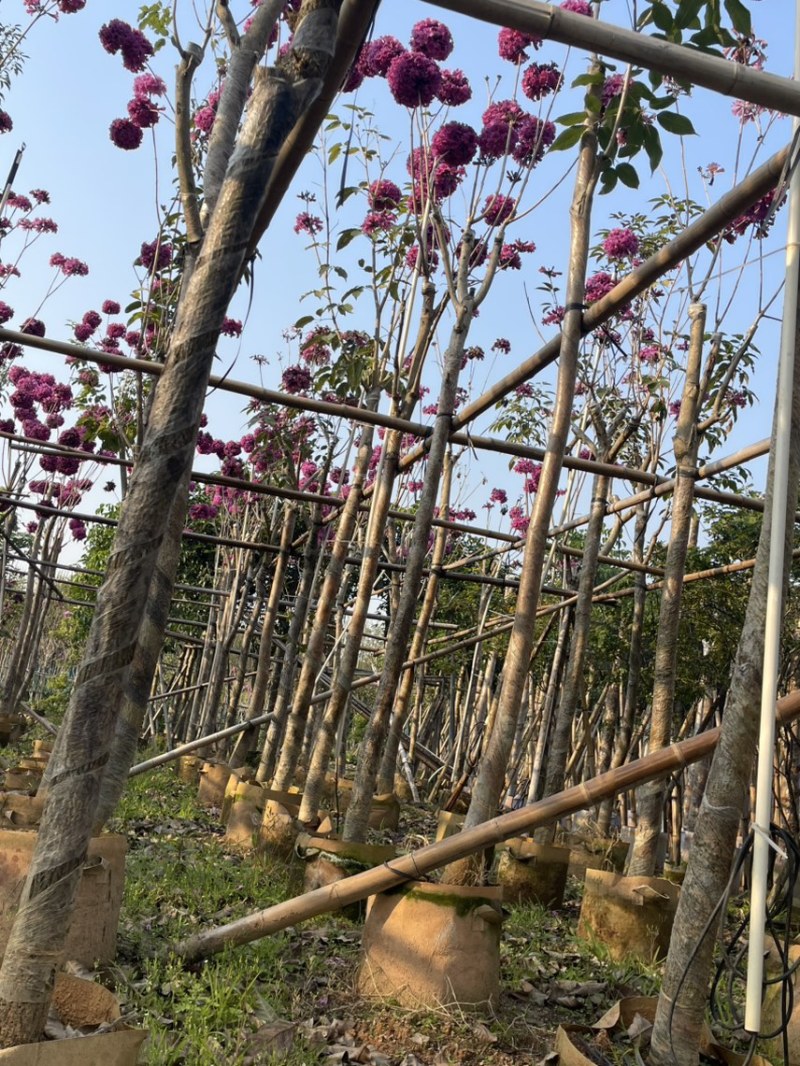 紫花风铃木