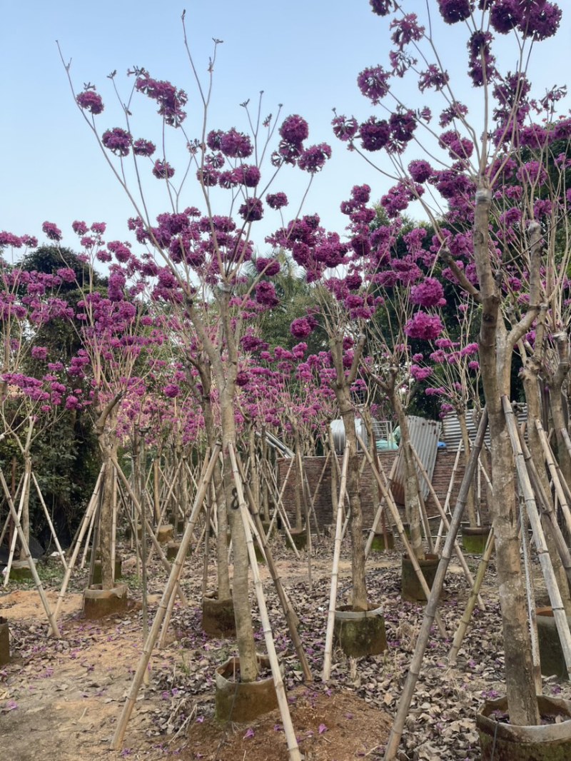 紫花风铃木
