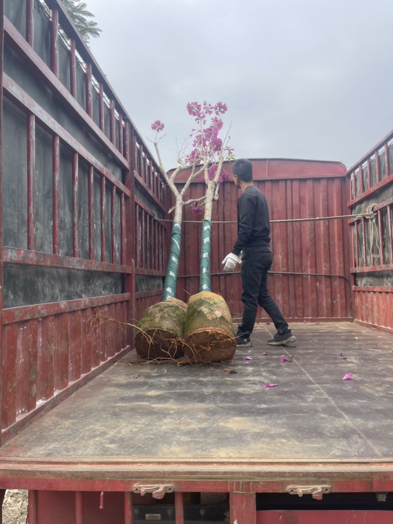 紫花风铃木