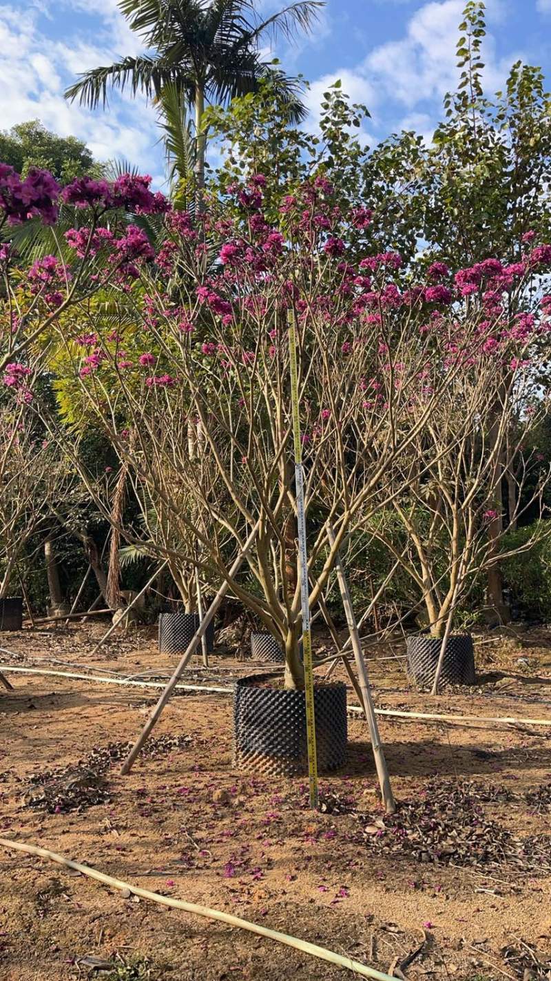 紫花风铃木