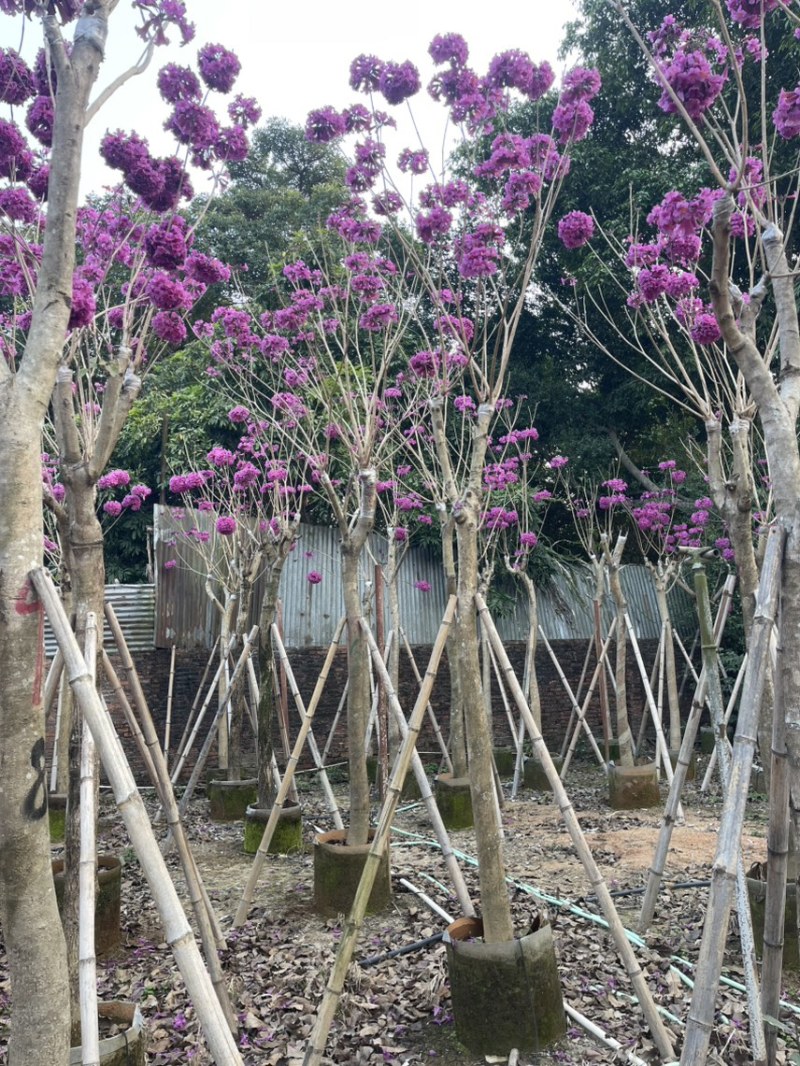 紫花风铃木