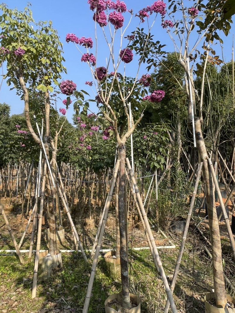 紫花风铃木