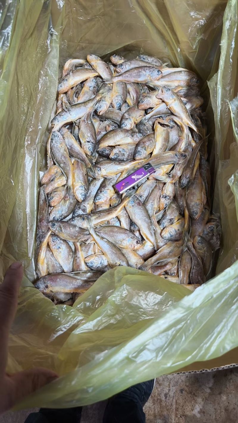 小黄鱼罐头料