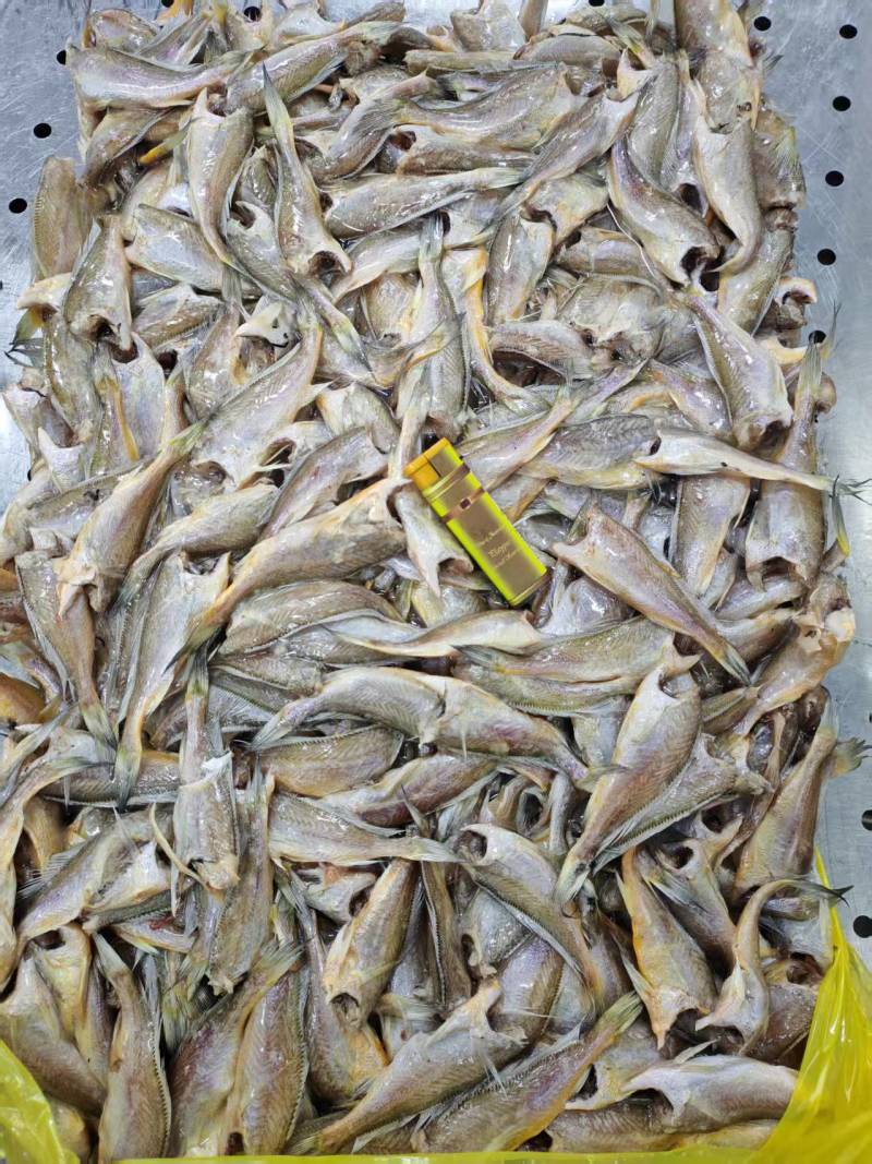 小黄鱼罐头料