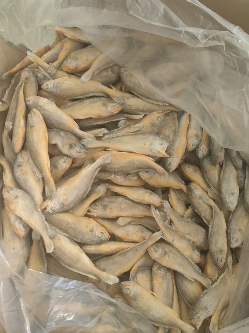 小黄鱼罐头料