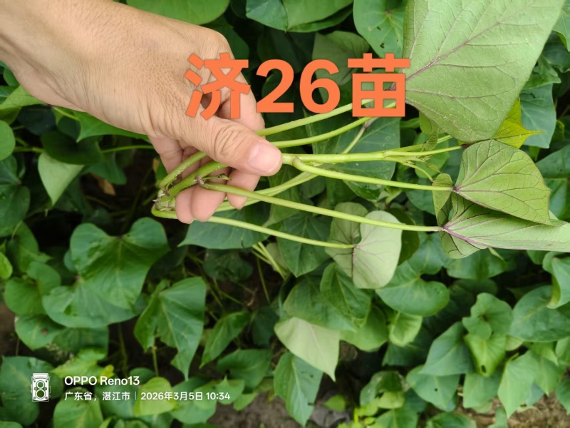 大田苗：小花叶二代、丝滑（榴莲蜜薯）、香港红、济26等
