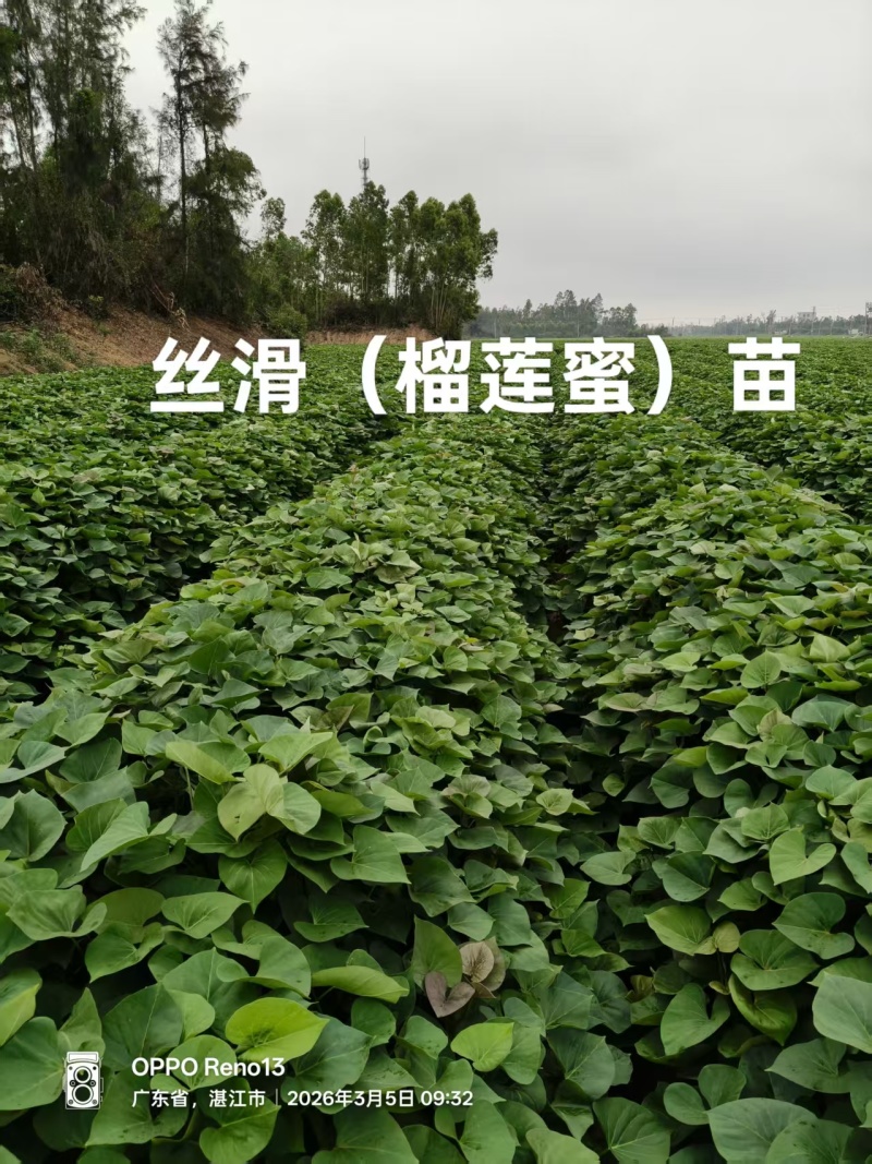 大田苗：小花叶二代、丝滑（榴莲蜜薯）、香港红、济26等