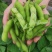 苏奎1号毛豆种子早熟黄豆种籽青豆种孑大豆种籽青豆籽