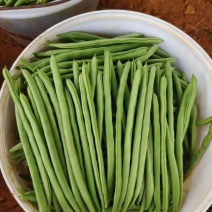 绿领小金豆种子中熟红花浅绿荚四季豆种子肉厚纤维少四季豆种
