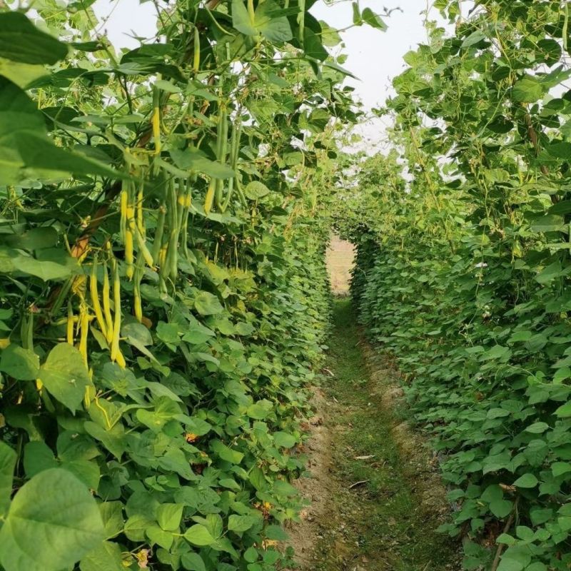 绿领小金豆种子中熟红花浅绿荚四季豆种子肉厚纤维少四季豆种