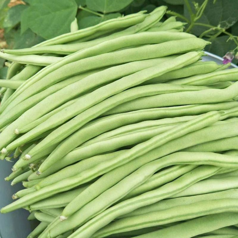 绿领小金豆种子中熟红花浅绿荚四季豆种子肉厚纤维少四季豆种