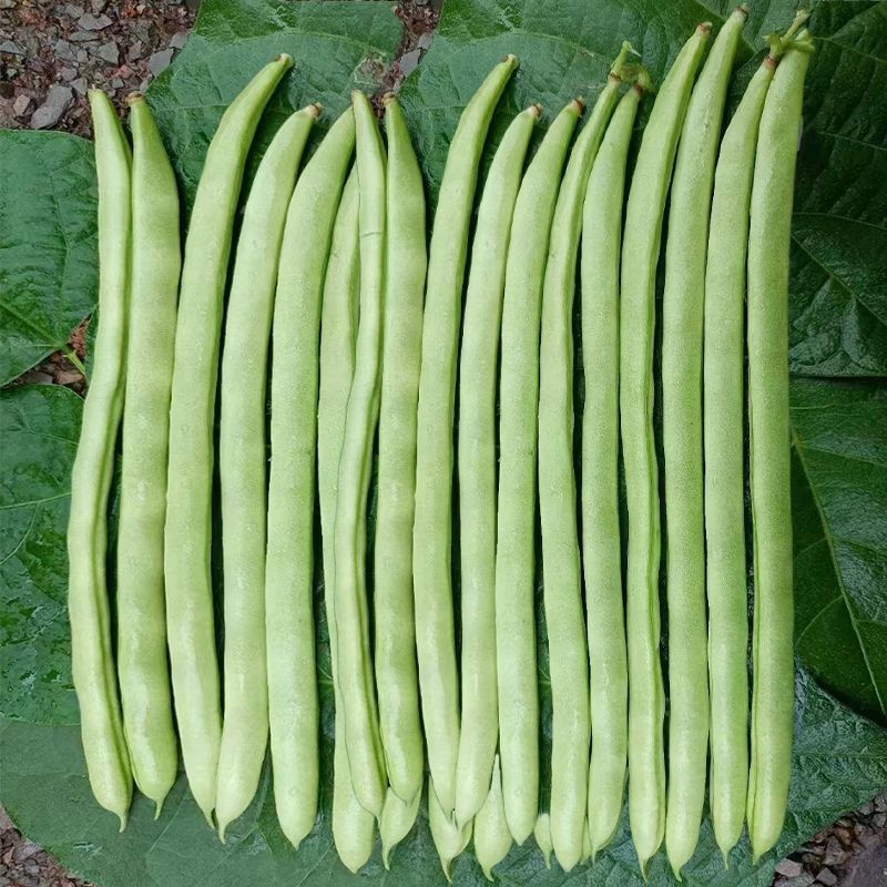 绿领小金豆种子中熟红花浅绿荚四季豆种子肉厚纤维少四季豆种