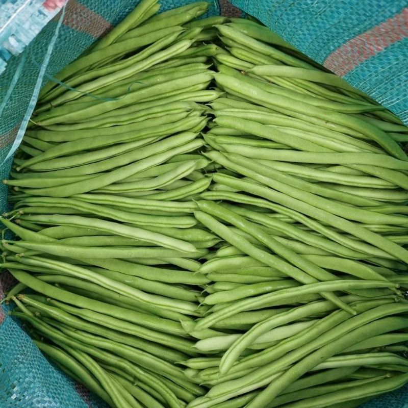 绿领小金豆种子中熟红花浅绿荚四季豆种子肉厚纤维少四季豆种