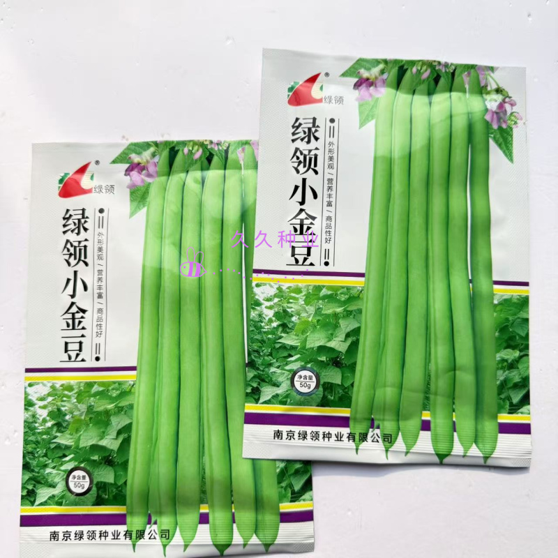 绿领小金豆种子中熟红花浅绿荚四季豆种子肉厚纤维少四季豆种
