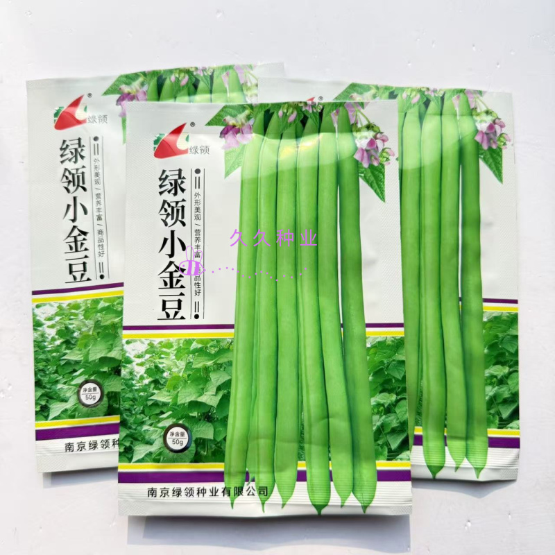 绿领小金豆种子中熟红花浅绿荚四季豆种子肉厚纤维少四季豆种