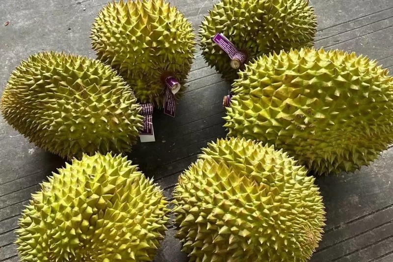金枕榴莲一手批发价格，坏果包赔