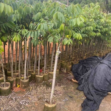 橄榄树