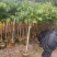 橄榄树