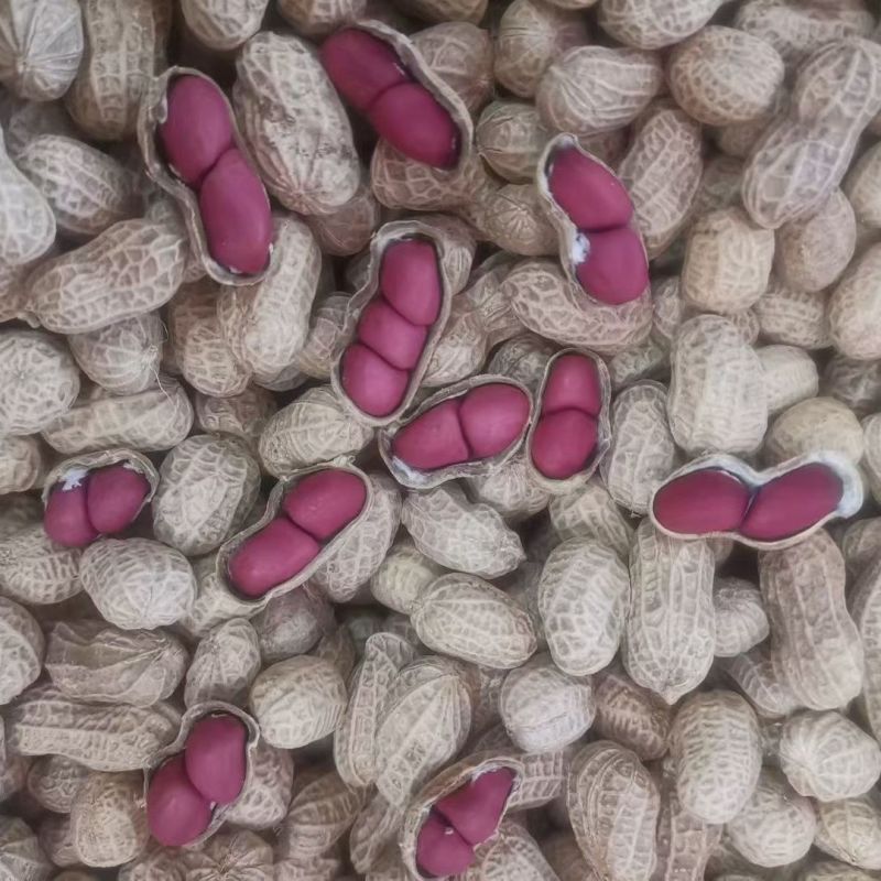胶研胶花十号花生种子鲜食普通型早熟深红皮花生种籽抗旱强