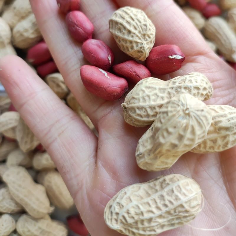 胶研胶花十号花生种子鲜食普通型早熟深红皮花生种籽抗旱强