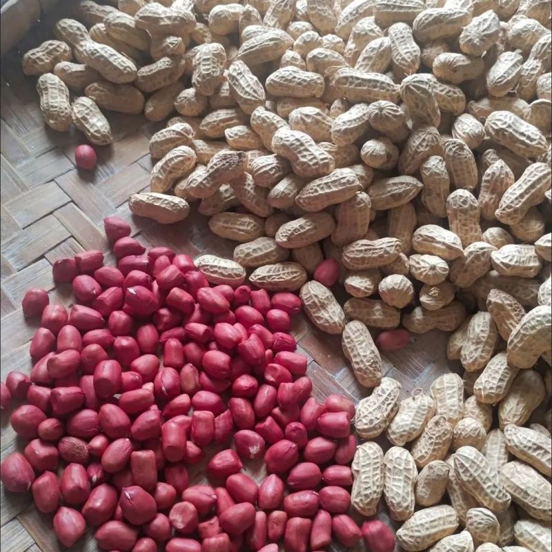 胶研胶花十号花生种子鲜食普通型早熟深红皮花生种籽抗旱强