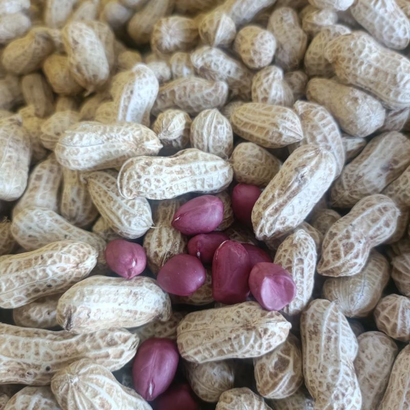 胶研胶花十号花生种子鲜食普通型早熟深红皮花生种籽抗旱强