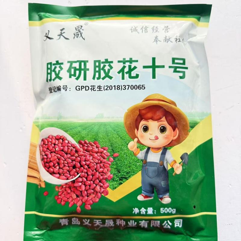 胶研胶花十号花生种子鲜食普通型早熟深红皮花生种籽抗旱强