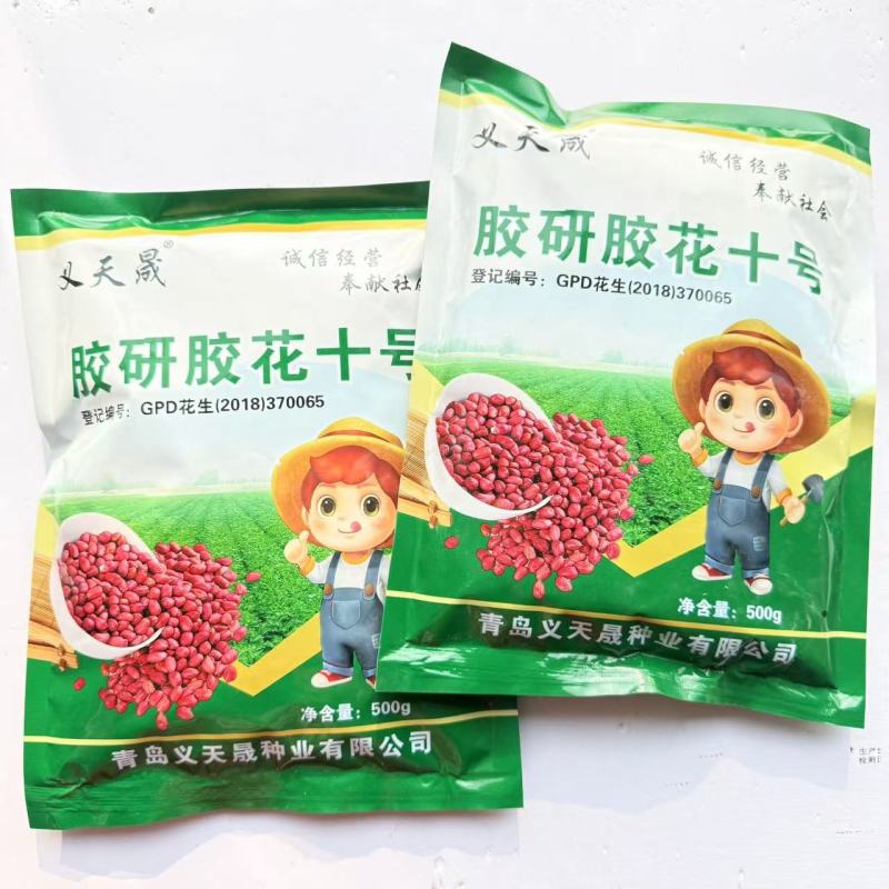 胶研胶花十号花生种子鲜食普通型早熟深红皮花生种籽抗旱强