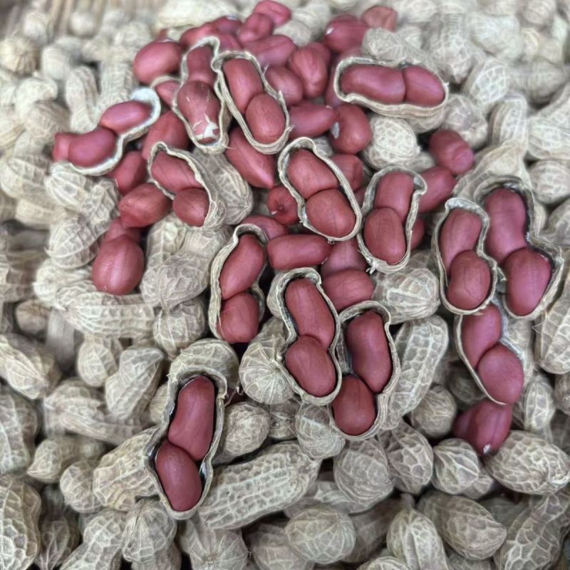 胶研胶花十号花生种子鲜食普通型早熟深红皮花生种籽抗旱强