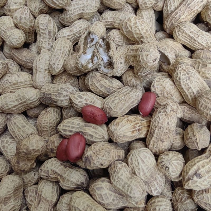 胶研胶花十号花生种子鲜食普通型早熟深红皮花生种籽抗旱强