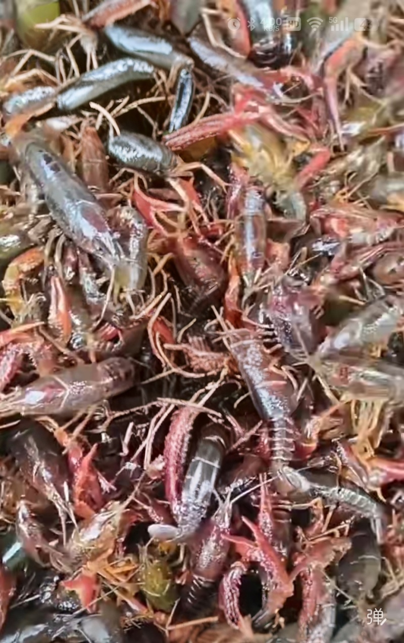 小龙虾