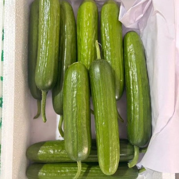 水果黄瓜大量供应