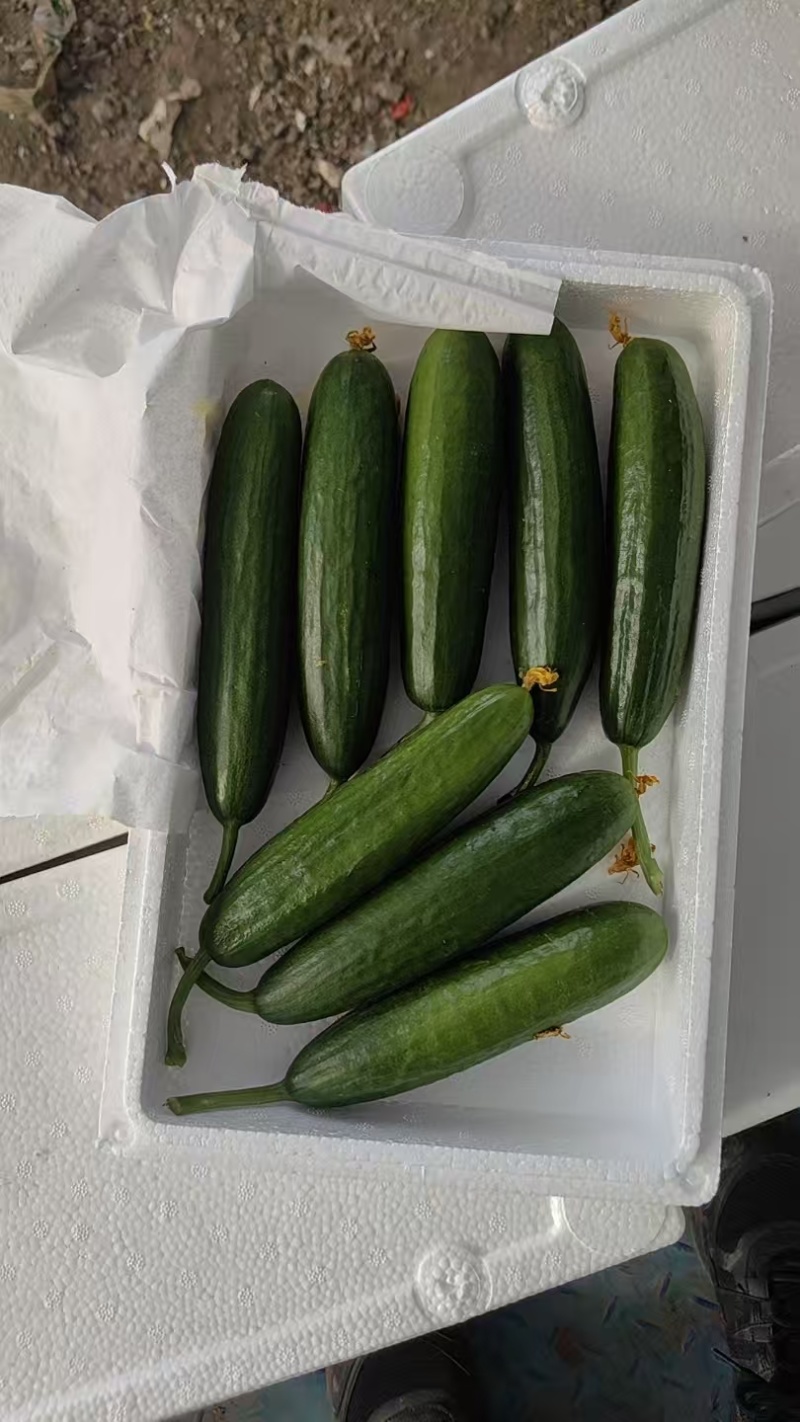 水果黄瓜大量供应
