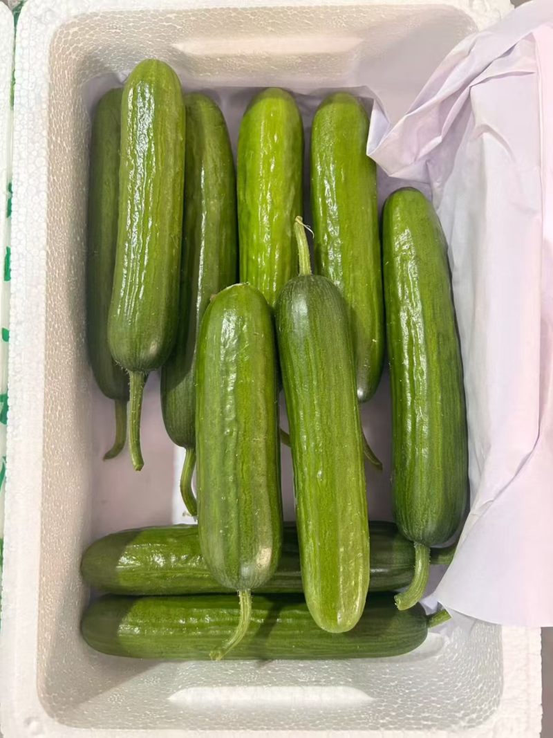水果黄瓜大量供应