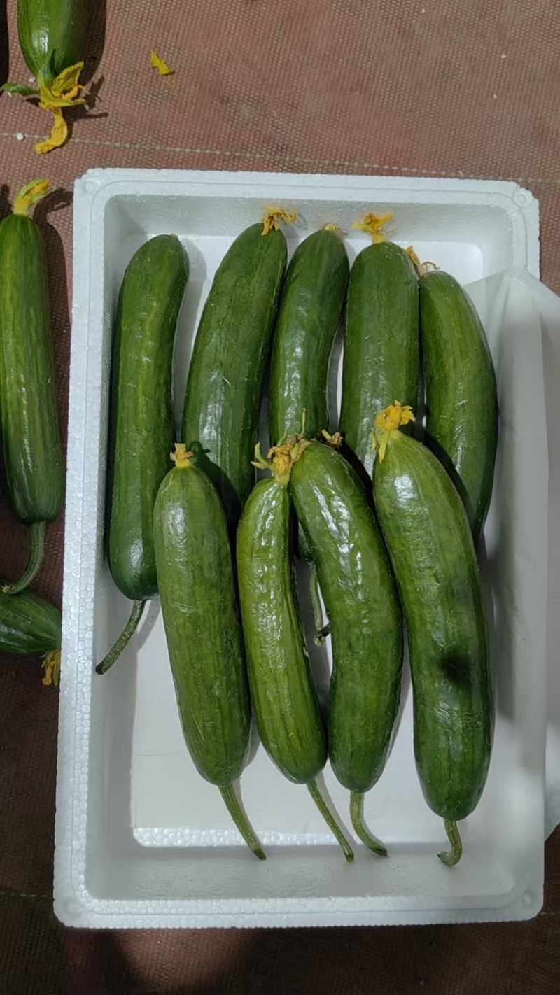 水果黄瓜大量供应