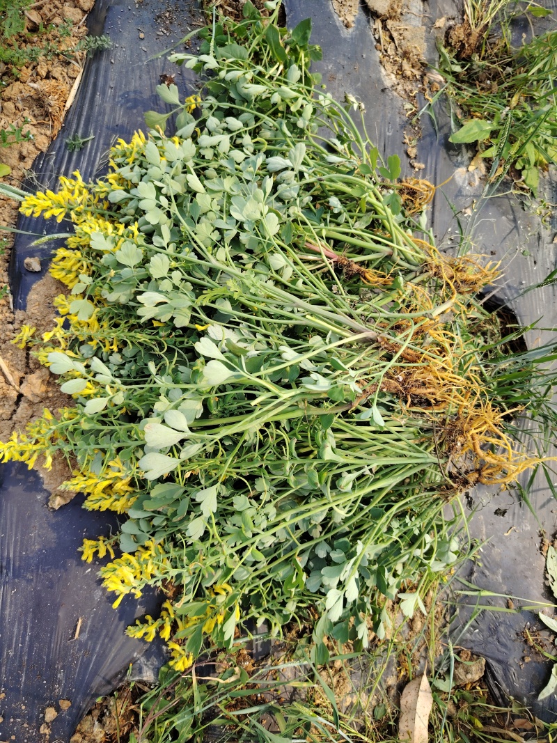 岩黄连06年产新