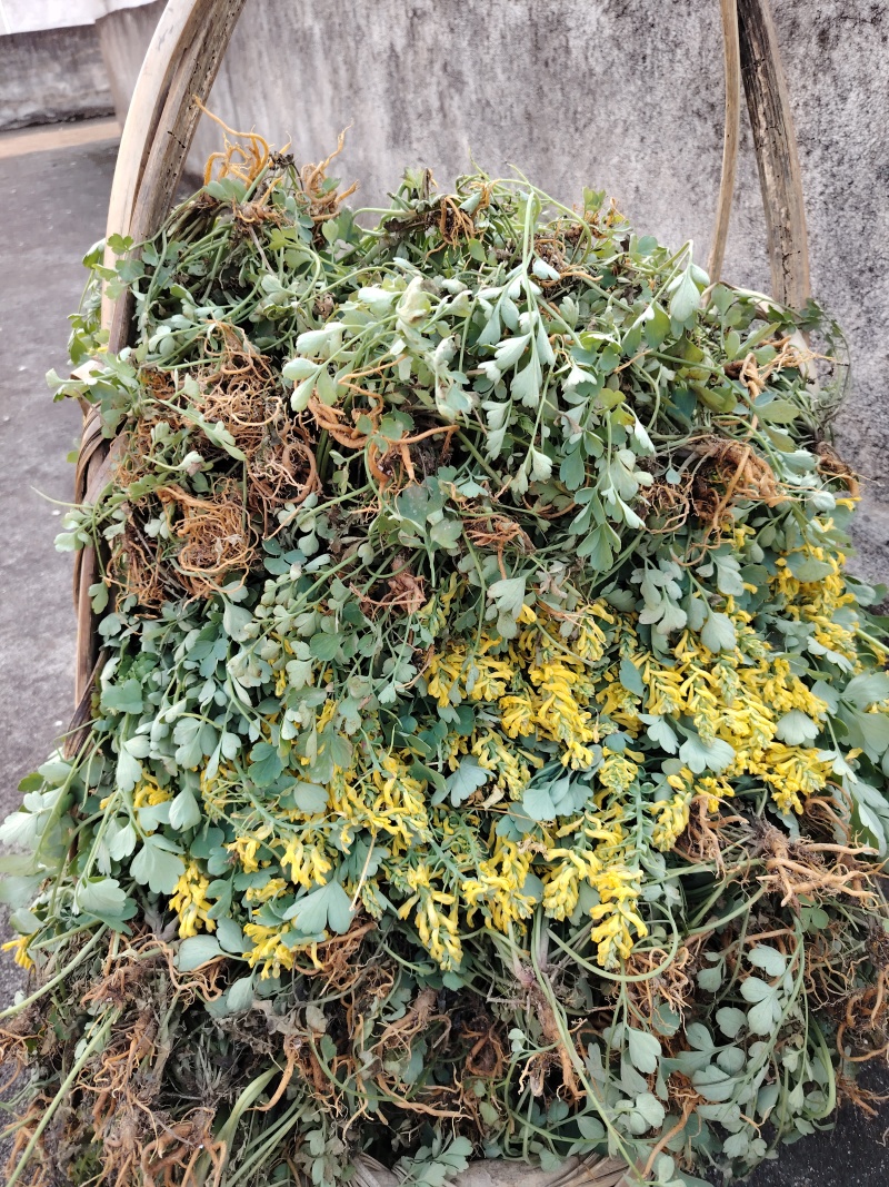 岩黄连06年产新