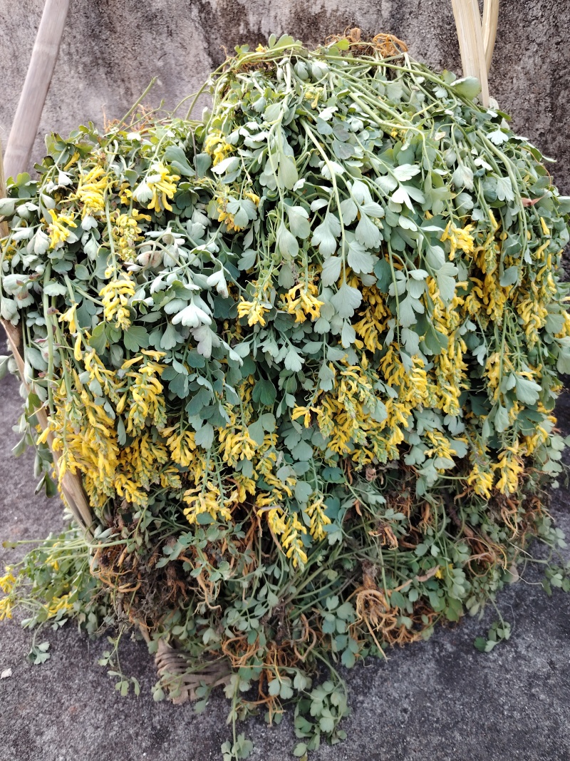 岩黄连06年产新
