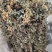 岩黄连06年产新