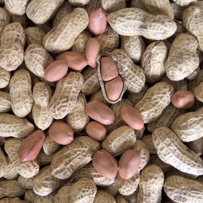 花育26号花生种子早熟油食兼用小花生种籽矮杆榨油高油