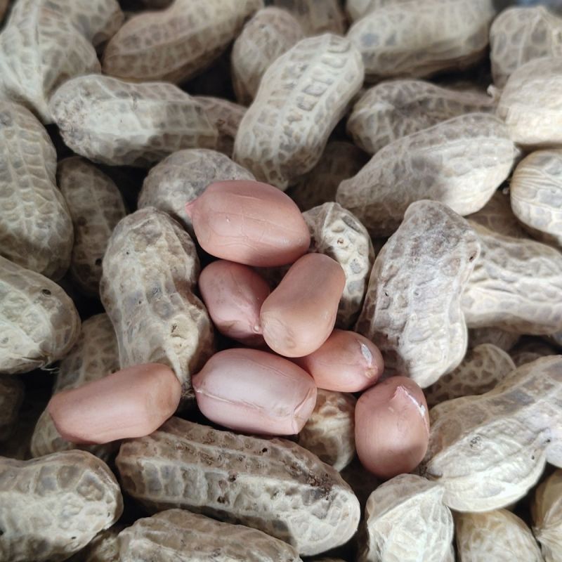 花育26号花生种子早熟油食兼用小花生种籽矮杆榨油高油