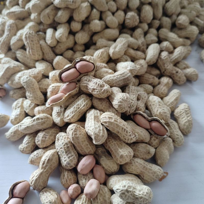 花育26号花生种子早熟油食兼用小花生种籽矮杆榨油高油