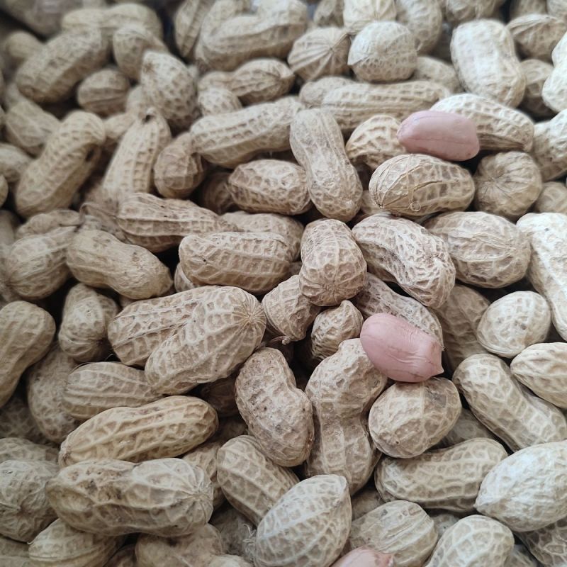花育26号花生种子早熟油食兼用小花生种籽矮杆榨油高油